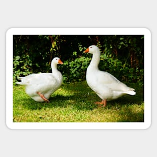 Two White Geese - Each Goose Looking At The Other Sticker